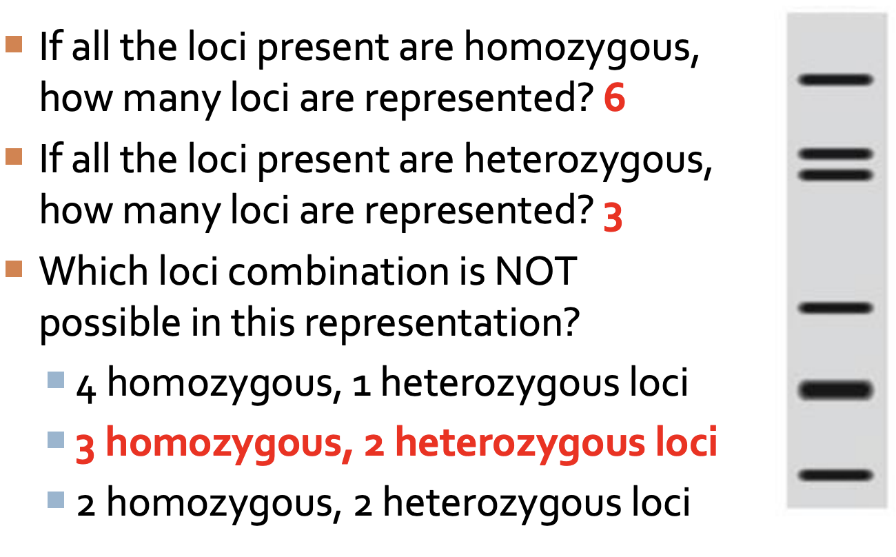 <ul><li><p><strong>Homozygous locus (location on dna)</strong> → 1 band (dna fragment)</p></li><li><p><strong>Heterozygous locus</strong> → 2 bands<br><strong>4 homozygous + 1 heterozygous</strong><br>= 4(1) + 1(2) = <strong>6 bands</strong> <span data-name="check_mark_button" data-type="emoji">✅</span> possible</p></li><li><p><strong>3 homozygous + 2 heterozygous</strong><br>= 3(1) + 2(2) = <strong>7 bands</strong> <span data-name="cross_mark" data-type="emoji">❌</span> not possible</p></li><li><p><strong>2 homozygous + 2 heterozygous</strong><br>= 2(1) + 2(2) = <strong>6 bands</strong> <span data-name="check_mark_button" data-type="emoji">✅</span> possible</p></li></ul><p></p>