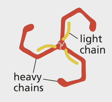 <p>Clathrin Coat Proteins (vesicle budding):</p><p>Clathrin has 6 proteins total that form a … structure.</p>