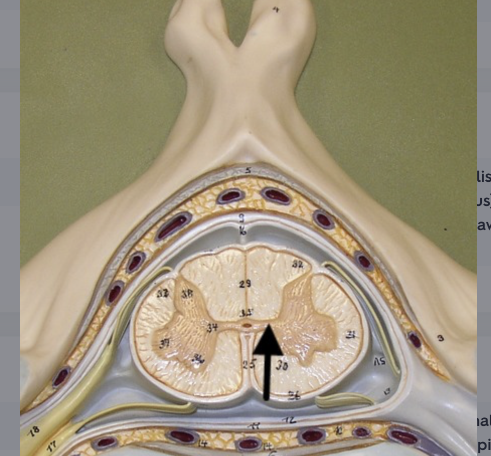 <p>gray matter between left and right sides of spinal cord, surrounding central canal</p>