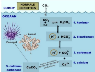 <p>“spijsverteringssysteem” van de oceaan</p><p><strong>1: opname en reactie</strong> = oceaan neemt continu CO<sub>2</sub> op. gas in water = chemische reactie → nieuwe stoffen (koolzuur, bicarbonaat)</p><p>gas direct omgezet = ruimte voor nieuwe CO<sub>2</sub>-opname</p><p><strong>2: opslag en verwerking</strong> = in gezond Klikmaat veilig opbergen:</p><ul><li><p>kalkvorming: zeedieren (koraal, schelpdieren) gebruiken koolstofdeeltjes als bouwstenen voor kalkskeletten (CaCO<sub>3</sub>) → CO<sub>2</sub> versteent = onschadelijk. Hoe meer kalk, hoe beter → meer CO<sub>2</sub> opnemen zonder zuur te worden</p></li></ul><p><strong>Opwarming aarde: </strong>koralen houden niet van hitte → verbleken, groeien minder → geen kalkaanmaak. CO<sub>2</sub> blijft hangen in oceanen en wordt zuur → overgebleven dier nog moeilijker schelpen opbouwen</p><p>=> natuurlijke buffer van oceaan gaat kapot</p>