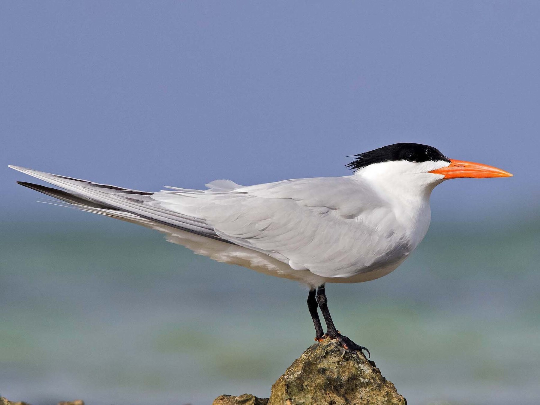 <p>Order Charadriiformes Family Laridae</p>