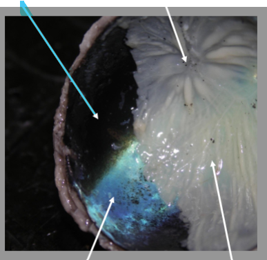 <p>What is the arrow pointing at?</p>