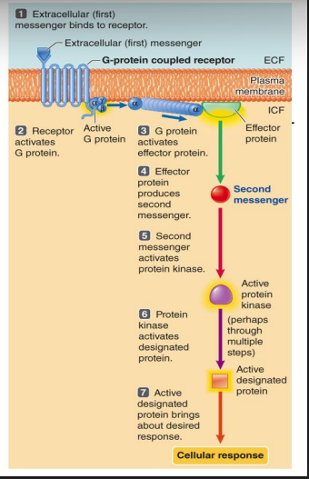 <ul><li><p>largest category of plasma membrane receptors</p></li><li><p>extracellular ligand binding region and an intracellular region that binds a ‘G protein’</p></li><li><p>‘G proteins’ bind to guanine nucleotides: GTP active, GDP inactive (think ATP and ADP but G instead of A)</p></li><li><p>binding of ligand to receptor changes confirmation of receptor which frees the G protein and allows it to interact with effector proteins</p></li><li><p>effector proteins can be ion channels or enzymes</p></li><li><p>activated effector protein amplifies the signal from the ligan via second messengers</p></li></ul><ol><li><p>-2) extra cellular (first messenger) binds to receptor causing confirmational change activating the G protein (GDP→ GTP)</p></li></ol><ol start="3"><li><p>active G protein travels along plasma membrane and activate effector protein</p></li><li><p>effector protein produces ‘second messenger’</p></li><li><p>second messenger activates a protein kinase</p></li><li><p>-7) phosphorylation cascade brings about desired cellular response</p></li></ol><p></p>