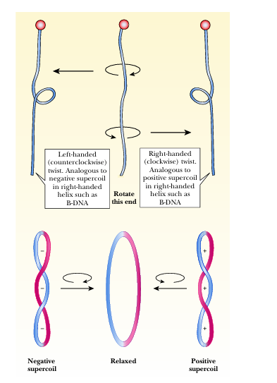 <p>negative supercoils</p>