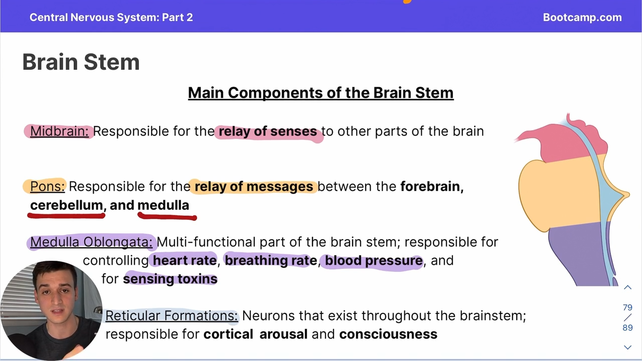 <p>part of the brainstem that controls RATES , heart pressure, and senses toxins</p>