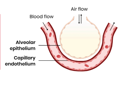 <ol><li><p>oxygen diffuses down its concentration gradient from the alveolar air space into the blood</p></li><li><p>across alveolar epithelium</p></li><li><p>across capillary endothelium</p></li></ol><p></p>