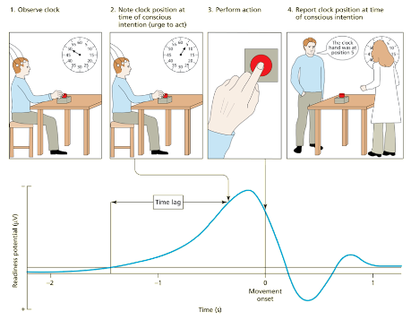 <p>Motor cortex activity precedes conscious intention suggesting agency is partly constructed after action</p>