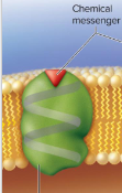 <p>Receptor</p>