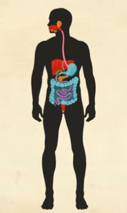 <p><span>The digestive system contains ______ organs and covers approximately ______ meters in length.</span></p>