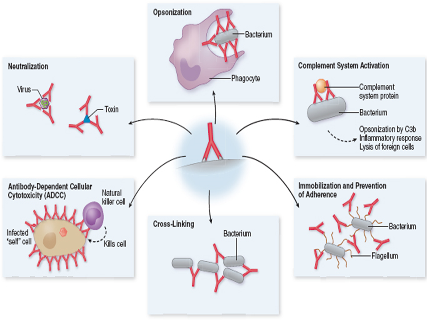 <p><span>complement proteins are activated by the presence of antibody-antigen complexes. </span></p><p><span>Recall that <u>complement stimulates the immune response</u></span></p>