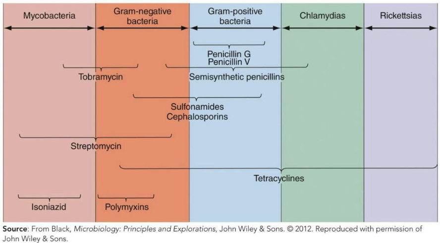 <p><strong><em>Spectrum of Action</em></strong> – Number of different pathogens a drug acts against</p><ul><li><p>Narrow-spectrum effective against few organisms</p></li><li><p>Broad-spectrum effective against many organisms</p><ul><li><p>May allow for secondary or superinfections to develop</p></li><li><p>Killing of normal flora reduces microbial antagonism</p></li></ul></li></ul><p></p>