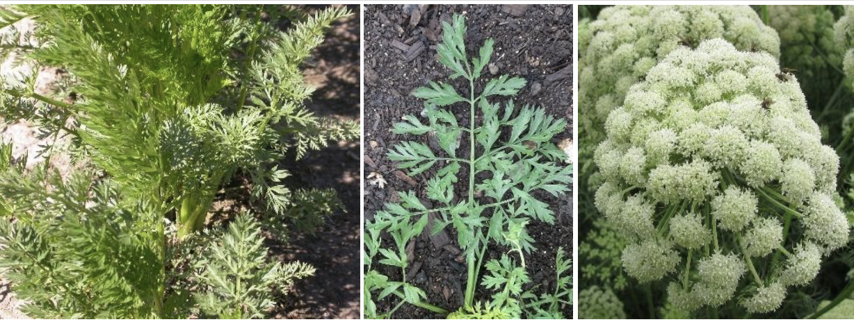 <p><strong>Plant family:</strong> Apiaceae<br><strong>Life cycle:</strong> Biennial (grown as an annual)<br><strong>Key persistence / spread:</strong> Seed only<br><strong>Farming systems:</strong> Vegetable cropping</p><p><strong> How to identify</strong></p><p>Foliage consists of finely divided, fern‑like leaves emerging from a central crown. Leaves are soft, bright green, and carried on slender hollow stalks.</p><p>Below ground, the plant develops a single elongated taproot with a smooth surface. When foliage or root is damaged, a distinctive sweet, earthy smell is released.</p><p>If not harvested, the plant forms a tall flowering stem in its second year, producing clusters of small white flowers arranged in umbrella‑like structures.</p>