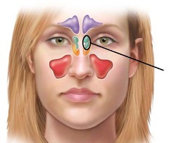 <p>between the nose and the eyes</p>