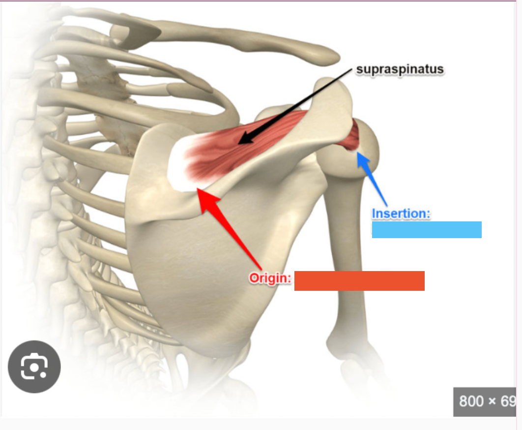<p>What’s the origin of the supraspinatus muscle?</p>
