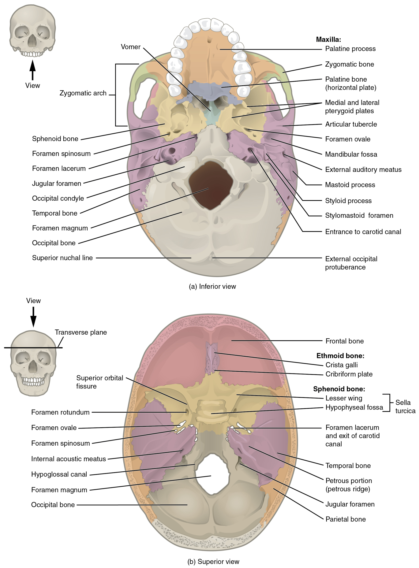 <p>Petrous: Ridge on cranial cavity floor</p><p>Stylomastoid foramen: exit point for cranial nerves between styloid process and mastoid process</p><p>Carotid canal: passage for major brain artery, outside base of skull anteromedial to styloid process</p>