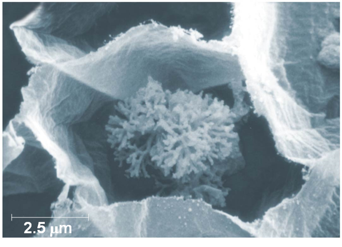 <p>Glomeromycetes (phylum Glomeromycota)</p>