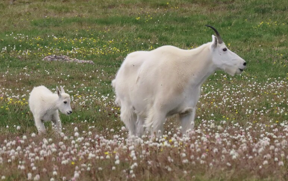 <p>Female mountain goat</p>