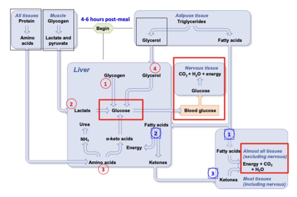 <ol><li><p>Glycogen from the liver</p></li><li><p>Glycogen from muscle (broken down into lactate and pyruvate → lactate in liver)</p></li><li><p>Break down proteins into amino acids in severe fasting states</p></li><li><p>Glycerol from stored triglycerides</p></li></ol><p></p>
