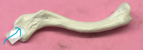 <p>ID fibula/clavicle structure</p>
