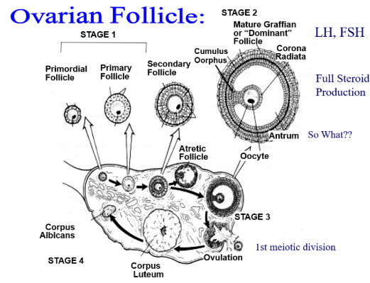 <p>There are two distinct phases of ovarian follicle development: <span style="background-color: transparent;">gonadotropin-independent growth and gonadotropin-dependent growth. These phases also are known as pre-antral growth (stage 1) and antral growth (stage 2), respectively. The gonadotropins are follicle-stimulating hormone (FSH) and luteinizing hormone (LH). After puberty, once a month a small cohort of primordial follicles begin maturing. Only one will become a mature or graffian follicle.</span></p>