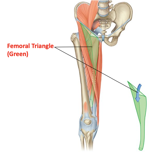 <p>A triangular shaped depression in the proximal part of the anteromedial thigh </p>