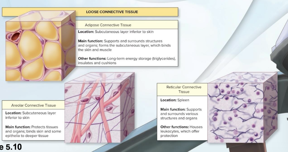 <p><strong>Proper loose adipose connective tissue</strong></p>