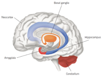 <p>Type of memory will determine where it is stored and whether it is stored in a specific location (simple memories) or across multiple brain areas (for more complex memories) that are connected via neural pathways.</p><img src="https://assets.knowt.com/user-attachments/5918837e-3cdc-4bc2-9bb9-8ad5d87d0625.png" data-width="50%" data-align="center"><p></p>