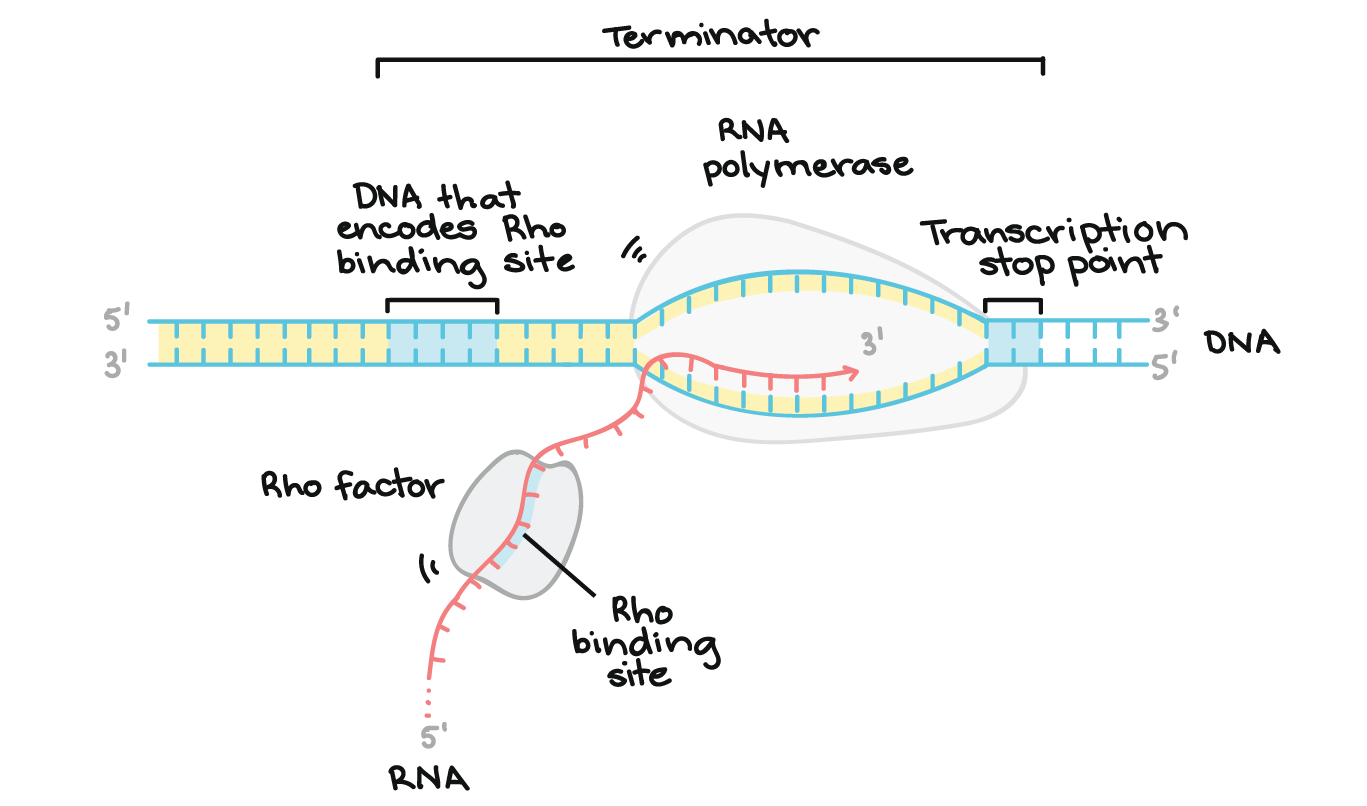 <p>The transcription stage ends when RNA polymerase receives a termination signal, stops RNA synthesis, and releases the RNA transcript. Translation ends when a release factor binds to the stop codon</p>