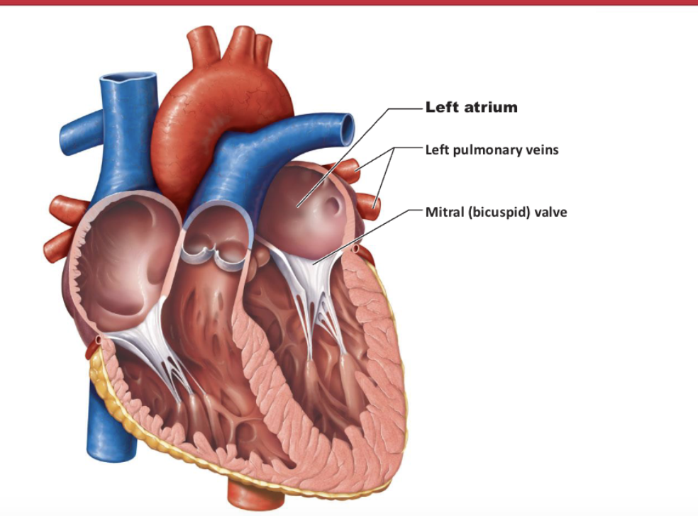 <p>Internal Anatomy - Left Atrium</p>