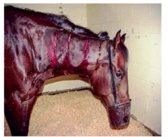 <p>How do you treat clostridial myositis, even though its prognosis is guarded to poor?</p>