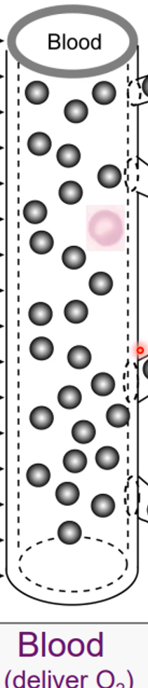 <p>deliver oxygen to tissues</p>