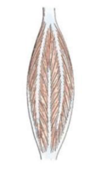 <p>has multiple tendinous insertions and its fibers are oriented at multiple angles (AKA there is a tendon inside)</p>