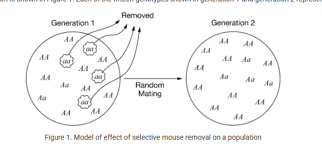 <p>A population geneticist is conducting an investigation on a population of mice. The geneticist determines the genotypes for a particular trait of all of the mice in the population during generation 1 and then removes all of the mice with genotype <strong>aa</strong>. The remaining members of the population are allowed to randomly mate with one another to produce generation 2 and future generations. A model of the investigation is shown in Figure 1. Each of the fifteen genotypes shown in generation 1 and generation 2 represents 100 mice</p><p>Which of the following best illustrates the change in the frequencies of the A and a alleles from generation 1 to generation 2 and to future generations, assuming Hardy-Weinberg equilibrium is present after generation 1?</p><p> A) </p><p>Future generations will have the same frequencies of the A and a alleles as generation 2. Individuals with the aa genotype could be produced.</p><table style="min-width: 100px;"><colgroup><col style="min-width: 25px;"><col style="min-width: 25px;"><col style="min-width: 25px;"><col style="min-width: 25px;"></colgroup><tbody><tr><th colspan="1" rowspan="1"><p></p></th><th colspan="1" rowspan="1"><p>Generation 1</p></th><th colspan="1" rowspan="1"><p>Generation 2</p></th><th colspan="1" rowspan="1"><p>Generation n</p></th></tr><tr><td colspan="1" rowspan="1"><p>A</p></td><td colspan="1" rowspan="1"><p>0.67</p></td><td colspan="1" rowspan="1"><p>0.87</p></td><td colspan="1" rowspan="1"><p>0.87</p></td></tr><tr><td colspan="1" rowspan="1"><p>a</p></td><td colspan="1" rowspan="1"><p>0.33</p></td><td colspan="1" rowspan="1"><p>0.13</p></td><td colspan="1" rowspan="1"><p>0.13</p></td></tr></tbody></table><p> B) </p><p>Future generations will eventually completely lose the a allele from the gene pool. There will not be any new individuals with the aa genotype.</p><table style="min-width: 100px;"><colgroup><col style="min-width: 25px;"><col style="min-width: 25px;"><col style="min-width: 25px;"><col style="min-width: 25px;"></colgroup><tbody><tr><th colspan="1" rowspan="1"><p></p></th><th colspan="1" rowspan="1"><p>Generation 1</p></th><th colspan="1" rowspan="1"><p>Generation 2</p></th><th colspan="1" rowspan="1"><p>Generation n</p></th></tr><tr><td colspan="1" rowspan="1"><p>A</p></td><td colspan="1" rowspan="1"><p>0.67</p></td><td colspan="1" rowspan="1"><p>0.87</p></td><td colspan="1" rowspan="1"><p>1.0</p></td></tr><tr><td colspan="1" rowspan="1"><p>a</p></td><td colspan="1" rowspan="1"><p>0.33</p></td><td colspan="1" rowspan="1"><p>0.13</p></td><td colspan="1" rowspan="1"><p>0</p></td></tr></tbody></table><p> C) </p><p>Future generations will completely lose the a allele from the gene pool. There will no longer be individuals with the aa genotype.</p><table style="min-width: 100px;"><colgroup><col style="min-width: 25px;"><col style="min-width: 25px;"><col style="min-width: 25px;"><col style="min-width: 25px;"></colgroup><tbody><tr><th colspan="1" rowspan="1"><p></p></th><th colspan="1" rowspan="1"><p>Generation 1</p></th><th colspan="1" rowspan="1"><p>Generation 2</p></th><th colspan="1" rowspan="1"><p>Generation n</p></th></tr><tr><td colspan="1" rowspan="1"><p>A</p></td><td colspan="1" rowspan="1"><p>0.73</p></td><td colspan="1" rowspan="1"><p>1.0</p></td><td colspan="1" rowspan="1"><p>1.0</p></td></tr><tr><td colspan="1" rowspan="1"><p>a</p></td><td colspan="1" rowspan="1"><p>0.27</p></td><td colspan="1" rowspan="1"><p>0</p></td><td colspan="1" rowspan="1"><p></p></td></tr></tbody></table><p>D)</p><p>Future generations will have fewer a alleles in the gene pool but will not completely lose the allele. There will be a few individuals with the aa genotype.</p><table style="min-width: 100px;"><colgroup><col style="min-width: 25px;"><col style="min-width: 25px;"><col style="min-width: 25px;"><col style="min-width: 25px;"></colgroup><tbody><tr><th colspan="1" rowspan="1"><p></p></th><th colspan="1" rowspan="1"><p>Generation 1</p></th><th colspan="1" rowspan="1"><p>Generation 2</p></th><th colspan="1" rowspan="1"><p>Generation n</p></th></tr><tr><td colspan="1" rowspan="1"><p>A</p></td><td colspan="1" rowspan="1"><p>0.73</p></td><td colspan="1" rowspan="1"><p>0.87</p></td><td colspan="1" rowspan="1"><p>0.95</p></td></tr><tr><td colspan="1" rowspan="1"><p>a</p></td><td colspan="1" rowspan="1"><p>0.27</p></td><td colspan="1" rowspan="1"><p>0.13</p></td><td colspan="1" rowspan="1"><p>0.05</p></td></tr></tbody></table><p></p>