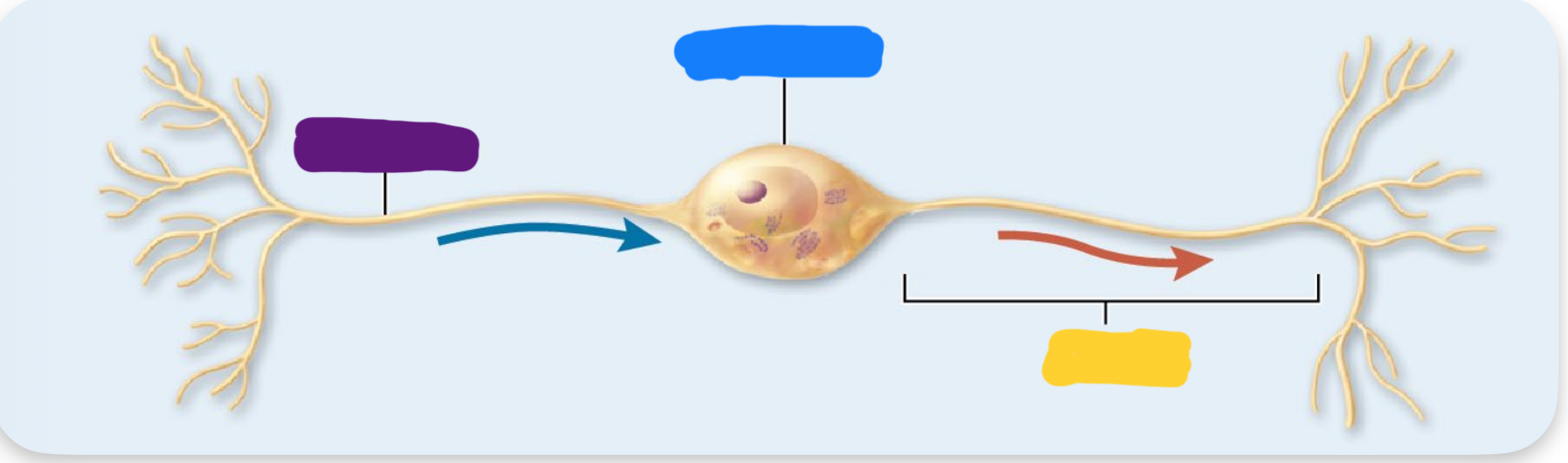 <p>what is the purple pointing to on the bipolar neuron</p>