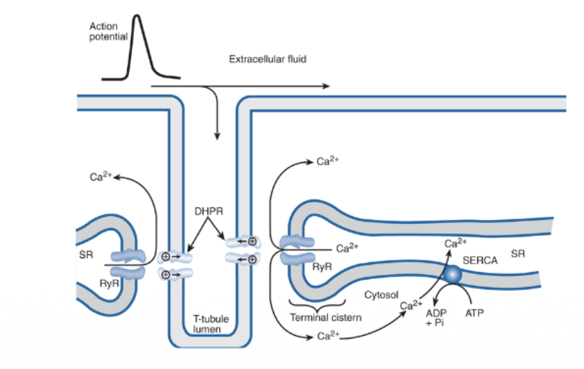 <p>Faux, parce qu’il stimule également le métabolisme cellulaire dans son ensemble, or mitochondries, actine, myosine, etc… sont tous également très important pour le bon fonctionnement du muscle en contraction. </p>