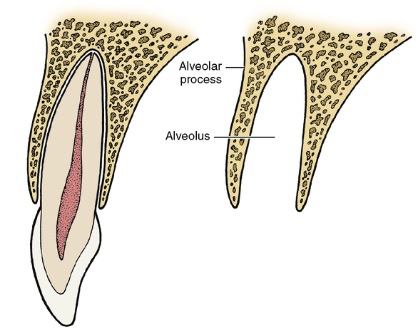 <p>The bony socket, or portion of the alveolar process, into which an individual tooth is set.</p>
