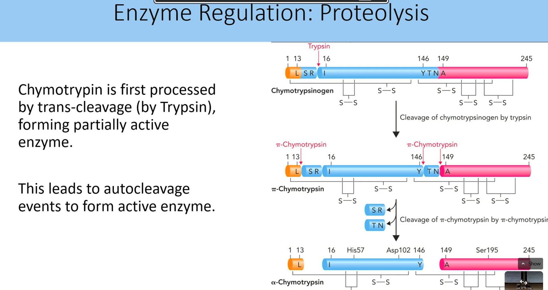 <p>trans cleavage by trypsin formting partially active enzyme, leading to autcleavage that fome active enzyme</p>
