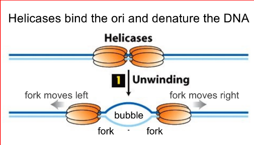 <p>helicases bind the ori &amp; denature/unwind DNA by breaking the H-bonds, which causes <u>tension</u> that looks like <u>supercoils</u></p><p><span style="color: rgb(157, 153, 153);">(locally denature DNA at the ori)</span></p><ul><li><p>move in opposite directions to unwind the helix &amp; separate the strands</p></li><li><p>forms the “<u>replication bubble</u>”, where there are <u>2 “replication forks</u>” that move in opposite directions away from the ori</p></li></ul><p></p>