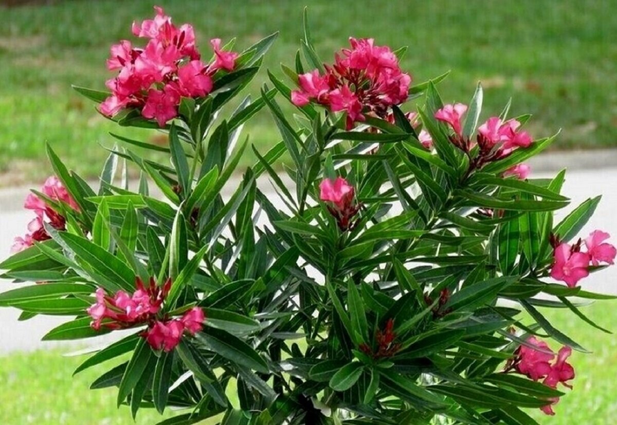<p>Oleander </p>