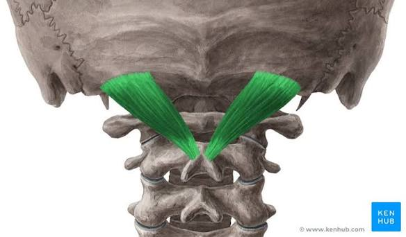 <p>O: SP of C2</p><p>I: lateral inferior nuchal line</p><p>A: extend head; ipsilateral rotation of head</p><p>N: posterior ramus of C1 (suboccipital nerve)</p>