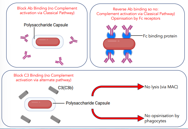 <ul><li><p>possessing a capsid, physically blocks complement</p></li><li><p>Fc binding proteins, binds to antibody Fc hence preventing complement action</p></li></ul><p></p>