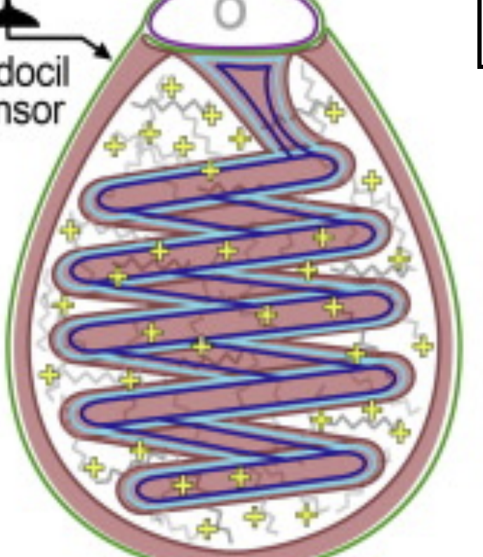 <p>Established this is a cnidocyte cell found in cnidarians; What is the function? (2)</p>
