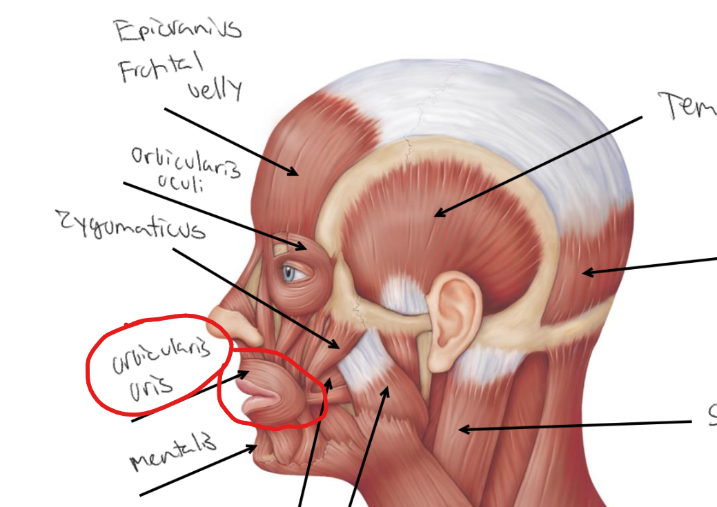 <p>What is the action for <strong><u>orbicularis oris</u></strong>?</p>