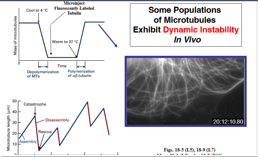<p><span style="background-color: transparent;"><strong>Dynamic Instability</strong></span></p>