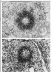 <p>Identify the specific structure</p>