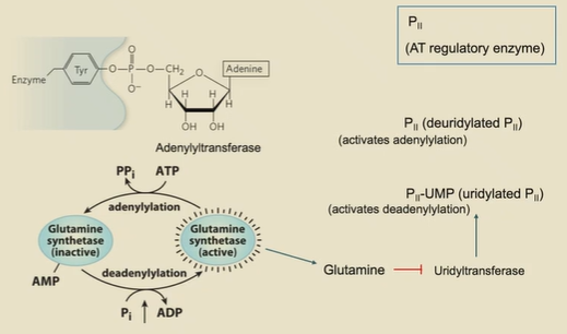 <p>tryosine in active site needs to be phosphorylated to be active. If this tyrosine is adenylated (via adenylyltransferase and ATP), it won’t work.</p><p></p><p>P2 regulates adenylytransferase </p><p>uridylated P2 (via Uridyltransferase, which is inhibited by glutamine) activates deadenylation</p><p>P2 activates adenylation</p>