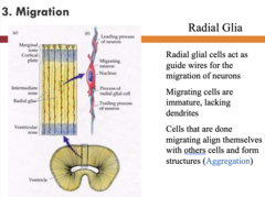 <p>Cells that are done migrating align themselves with other cells and form structures (aggregation)</p>