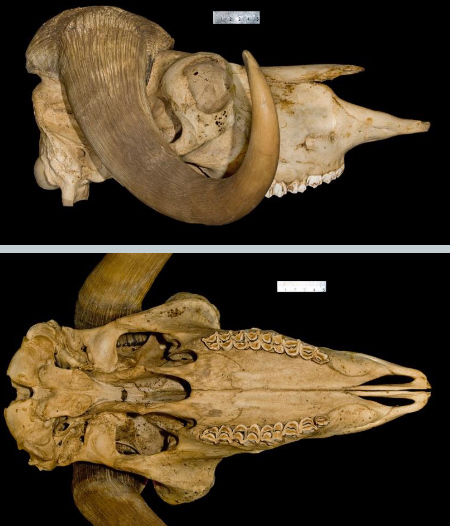 <p>Ovibos moschatus</p>