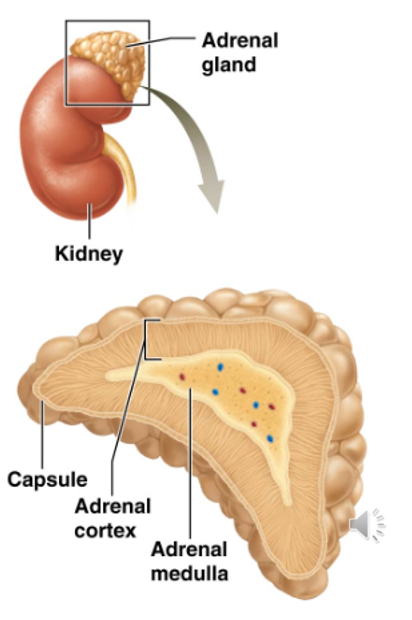 <ul><li><p>Located on top of the kidneys</p></li><li><p>Roughly pyramid-shaped </p></li><li><p>Produces two types of hormones</p><ul><li><p>Steroid Hormones (Aldosterone, Cortisol, & Sex Hormones)</p></li><li><p>Catecholamines (Epinephrine & Norepinephrine) </p></li></ul></li><li><p>Divided into two sections</p><ul><li><p>Adrenal Cortex</p></li><li><p>Adrenal Medulla</p></li></ul></li></ul><p></p>