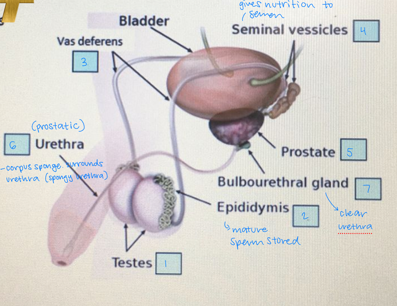 <ol><li><p>testes: sperm, testosterone made</p></li><li><p>epididymis: mature sperm stored</p></li><li><p>vas deferens</p></li><li><p>seminal vesicles: gives nutrition (fructose/enzymes/prostaglandin) to semen</p></li><li><p>prostate</p></li><li><p>urethra: corpus spongiosum surrounds urethra (spongy urethra)</p></li><li><p>bulbouretheral gland: clears the urethra</p></li></ol><p></p>